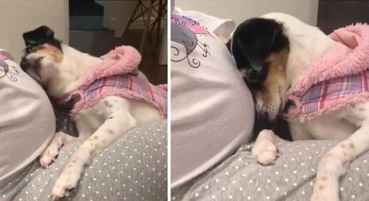 Vidéo: Une chienne est sur le point de "parler" à sa petite sœur à naître.