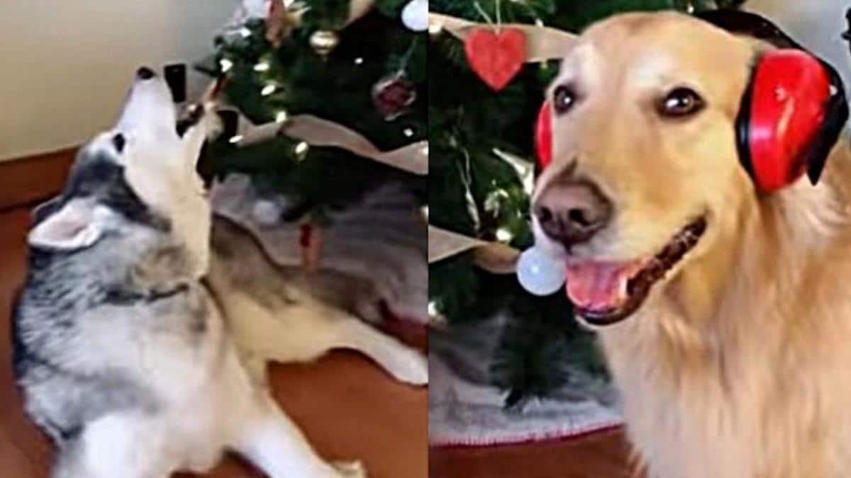 VIDÉO : Une chienne Golden se fait poser des protections auditives pour ne pas entendre ses frères et sœurs Husky chanter comme des fous.