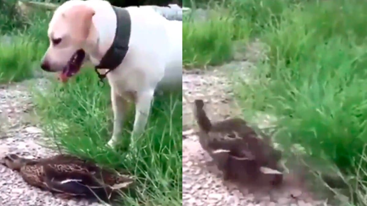 Vidéo virale d'un canard agissant pour sauver sa vie, regardez-la ici.