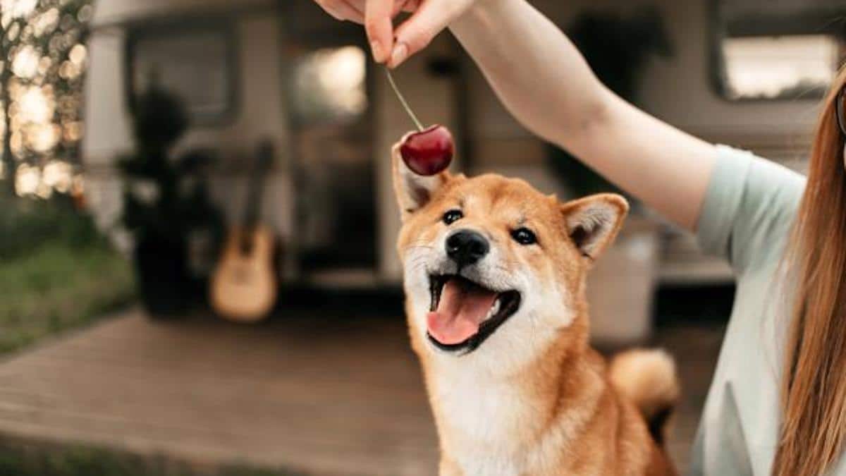 Voici 10 fruits que les chiens peuvent manger sans se faire de mal.