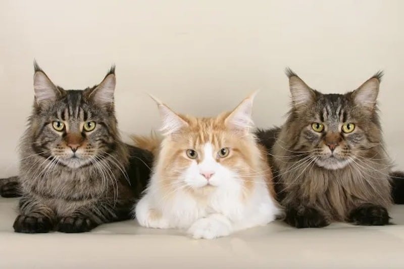 Voici Les Races De Chats Les Plus Affectueuses De Toutes Qui Pouvait Imaginer