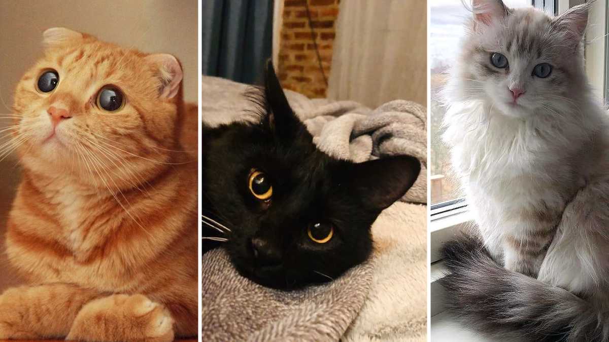 Voici les races de chats les plus affectueuses
