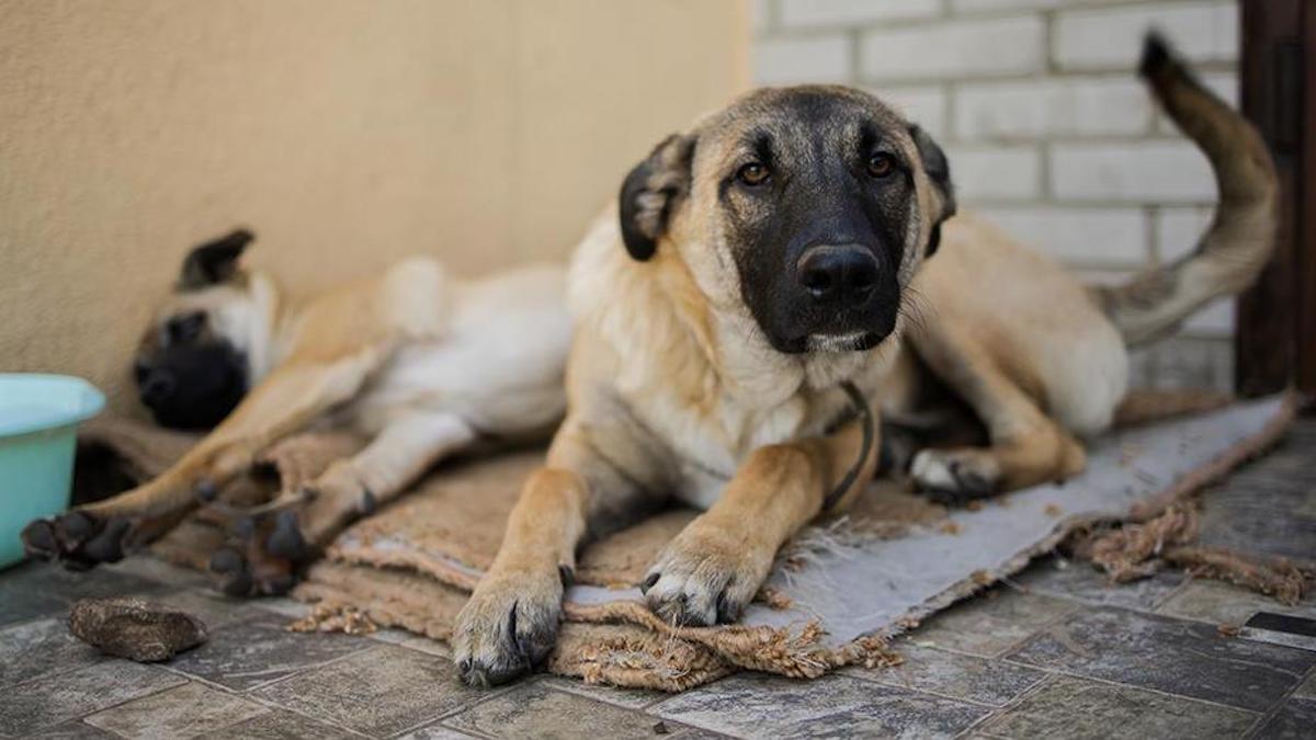 170 chiens et chats laissés à la rue après l'ordre d'expulsion d'un refuge