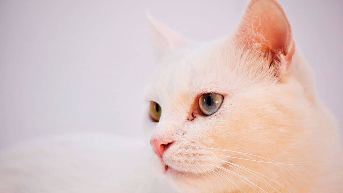 Chats Archives Tekpolis Fr