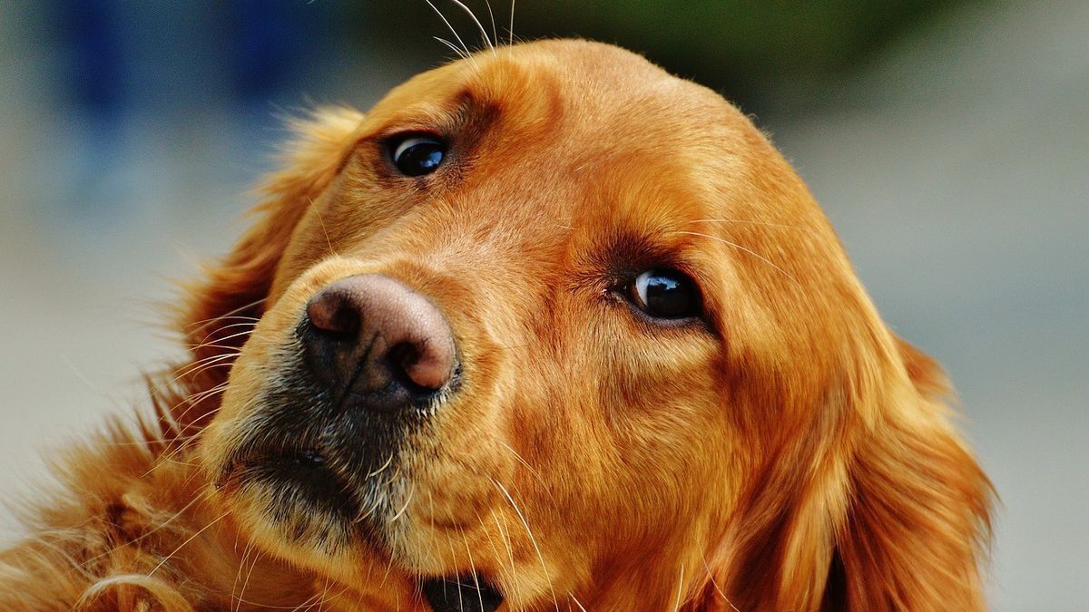 5 races de chiens de chasse qui sont parfaits comme animaux de compagnie