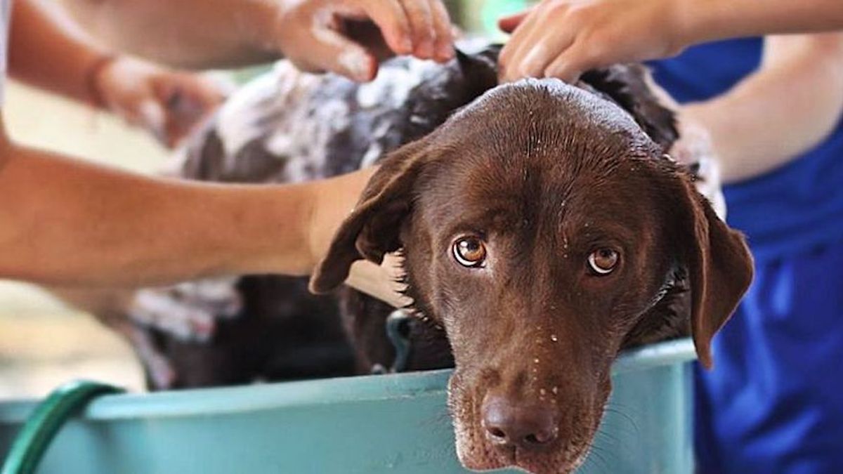 À quelle fréquence un chien doit-il être baigné ?