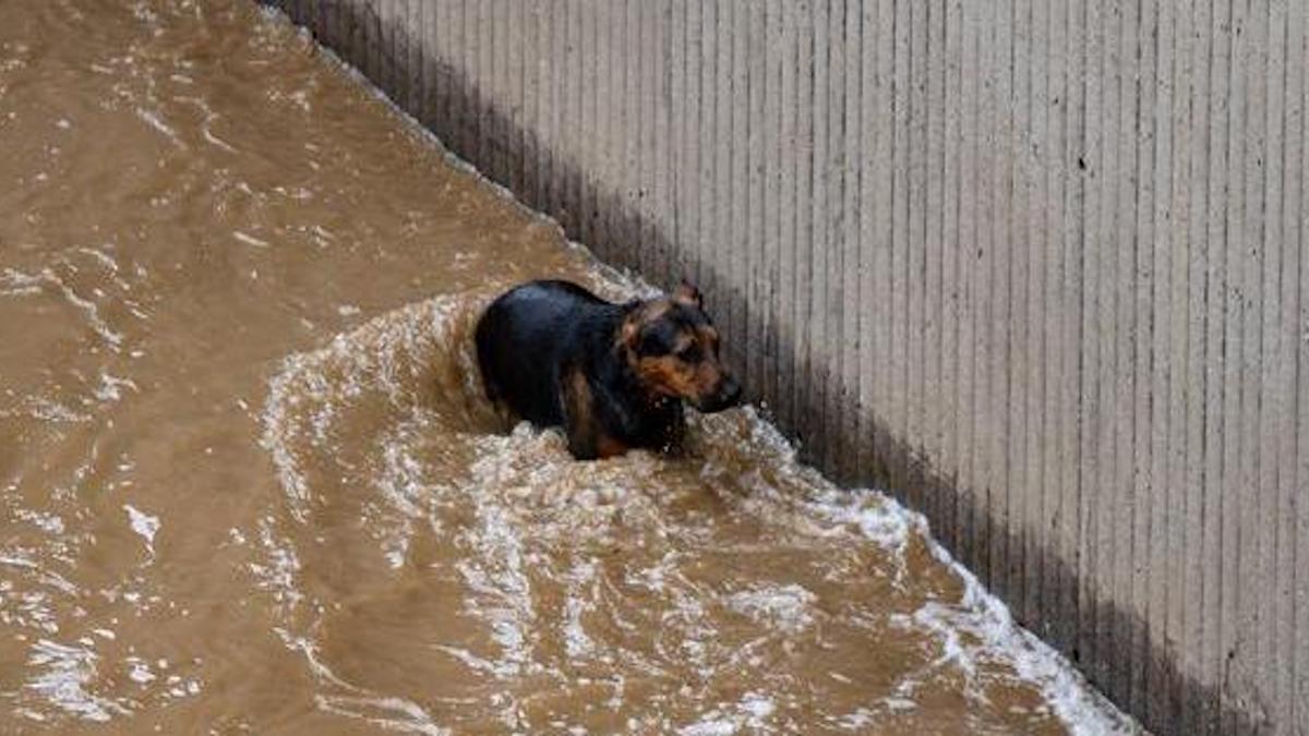 Après deux heures intenses, les pompiers sauvent un chien terrifié et épuisé de la rivière