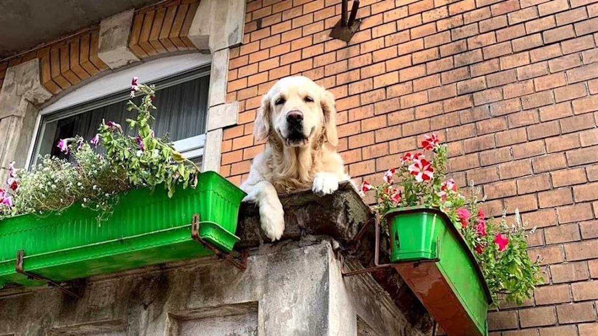Cette "chienne de balcon" est devenue une attraction locale pour les touristes.