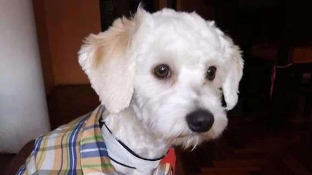Collecte de signatures pour soutenir Luno, le chien retenu à Barajas depuis une semaine