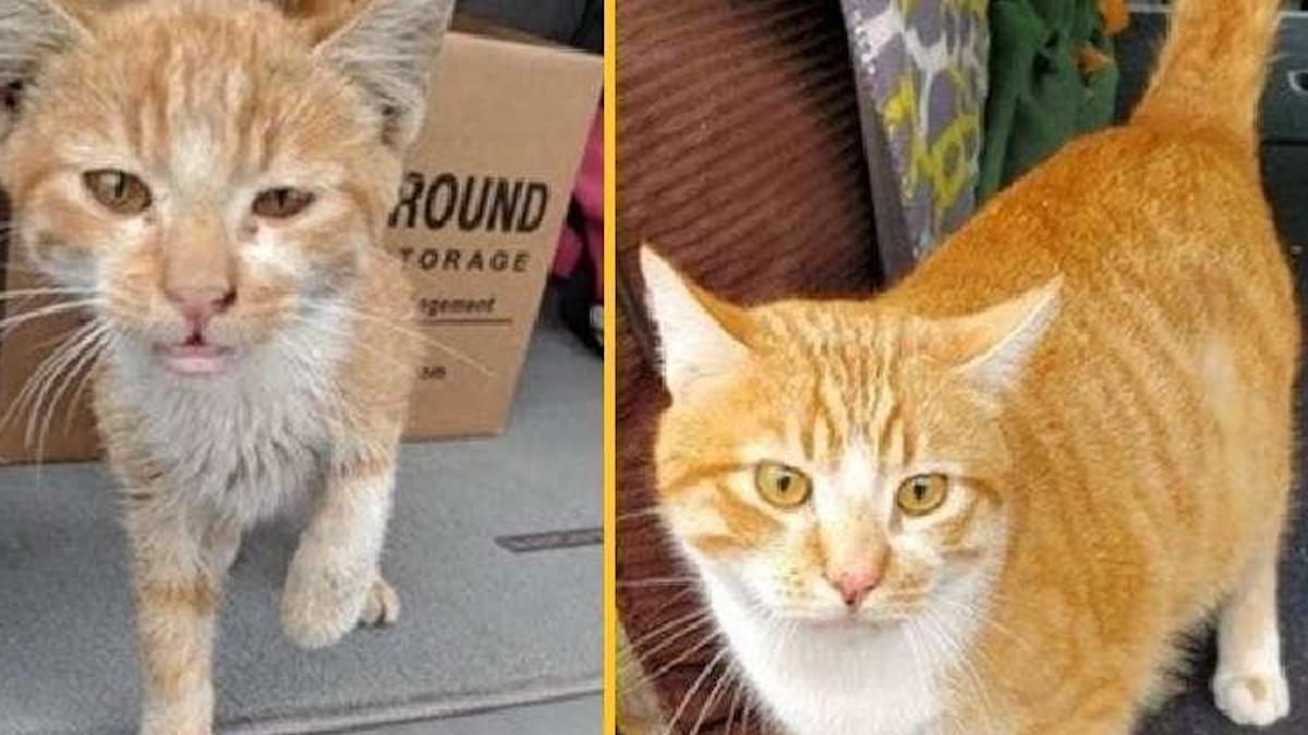 Comment des chats sans abri ont changé et trouvé leur foyer