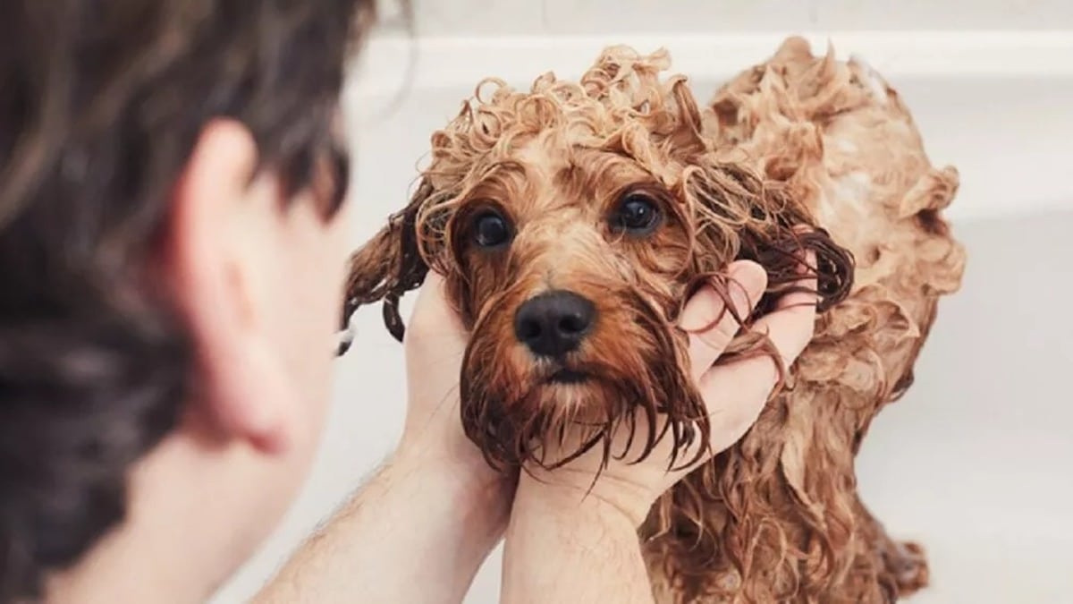 Comment donner le bain à votre animal en quelques étapes faciles et autres recommandations
