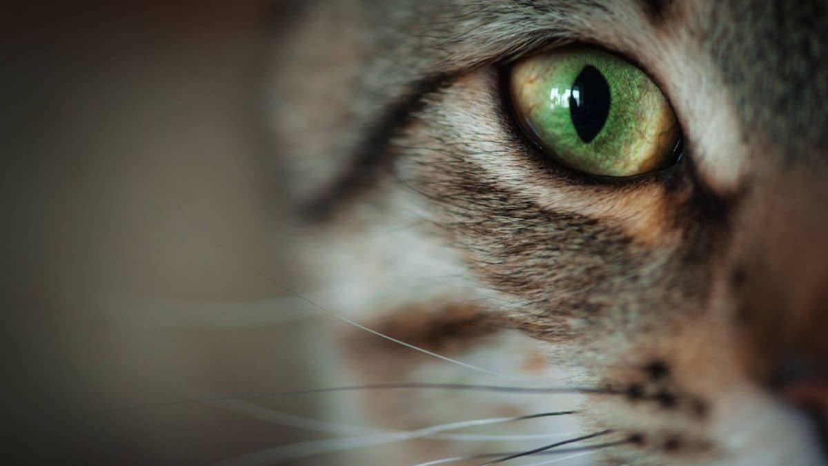 Comment votre chat voit le monde : son système visuel ne ressemble pas au vôtre