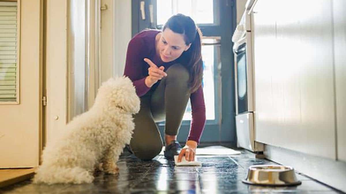 Conseils pour apprendre à votre chien à uriner au même endroit