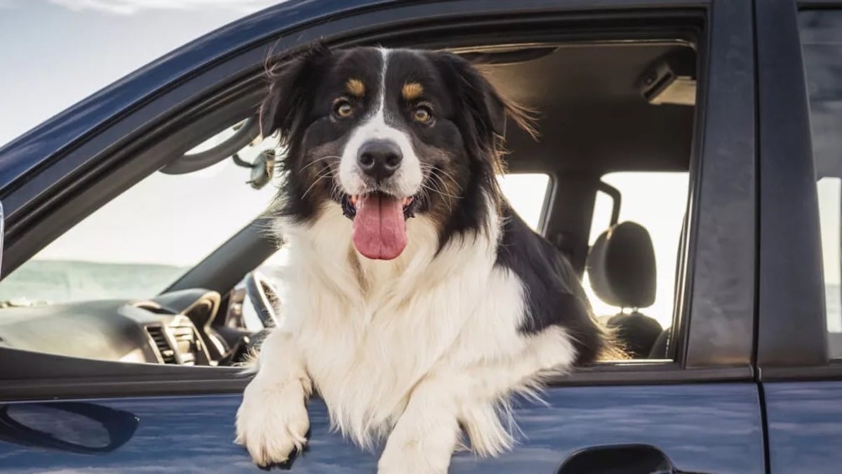 Conseils pour voyager avec des animaux de compagnie sur la route : cinq éléments essentiels