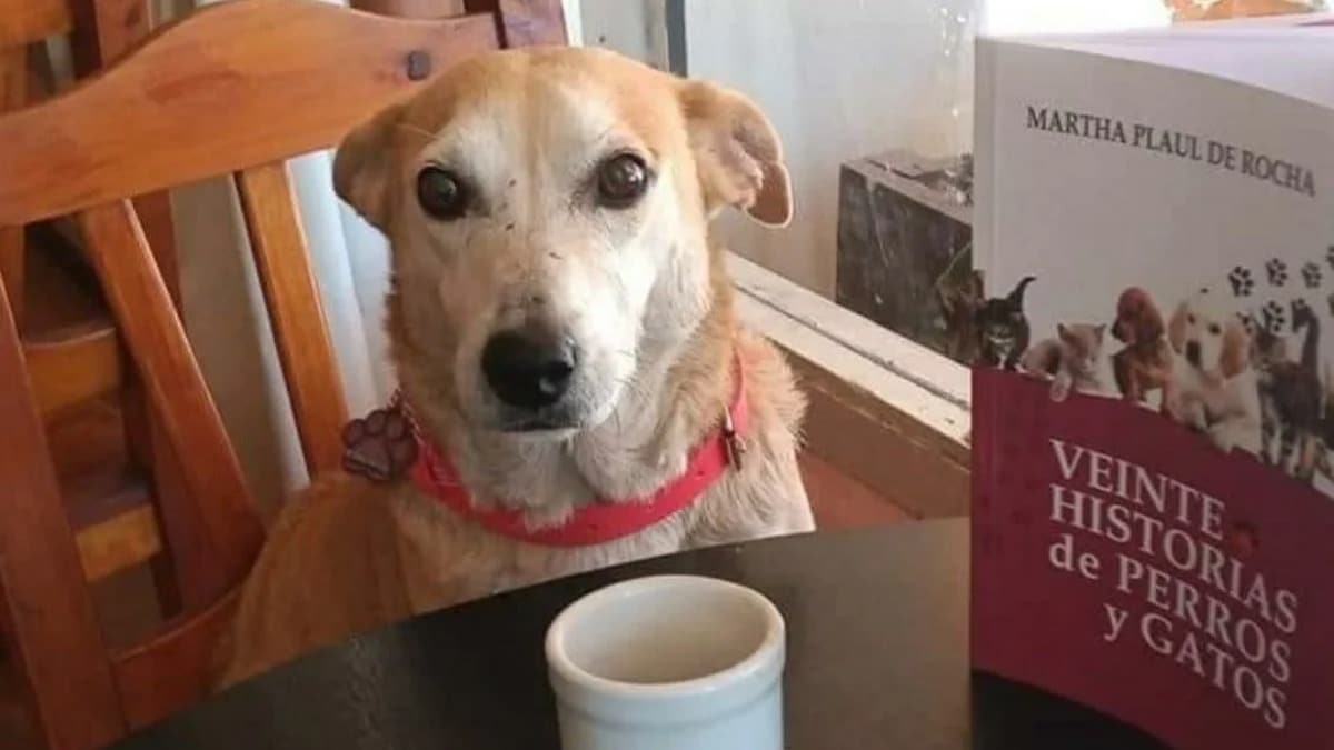 Corchito: le chien et son compagnon dans un bar qui est devenu viral sur les réseaux