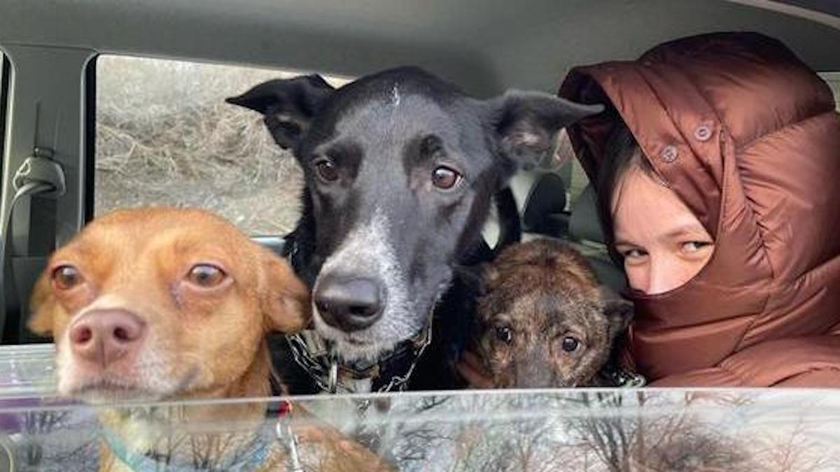 De Kiev à Berlin, fuir la guerre avec quatre chiens : des chaînes de solidarité impressionnantes