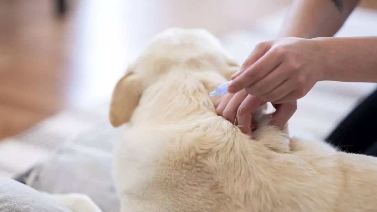 Découvrez les types de traitements vermifuges pour les chiens et prenez soin de votre animal.