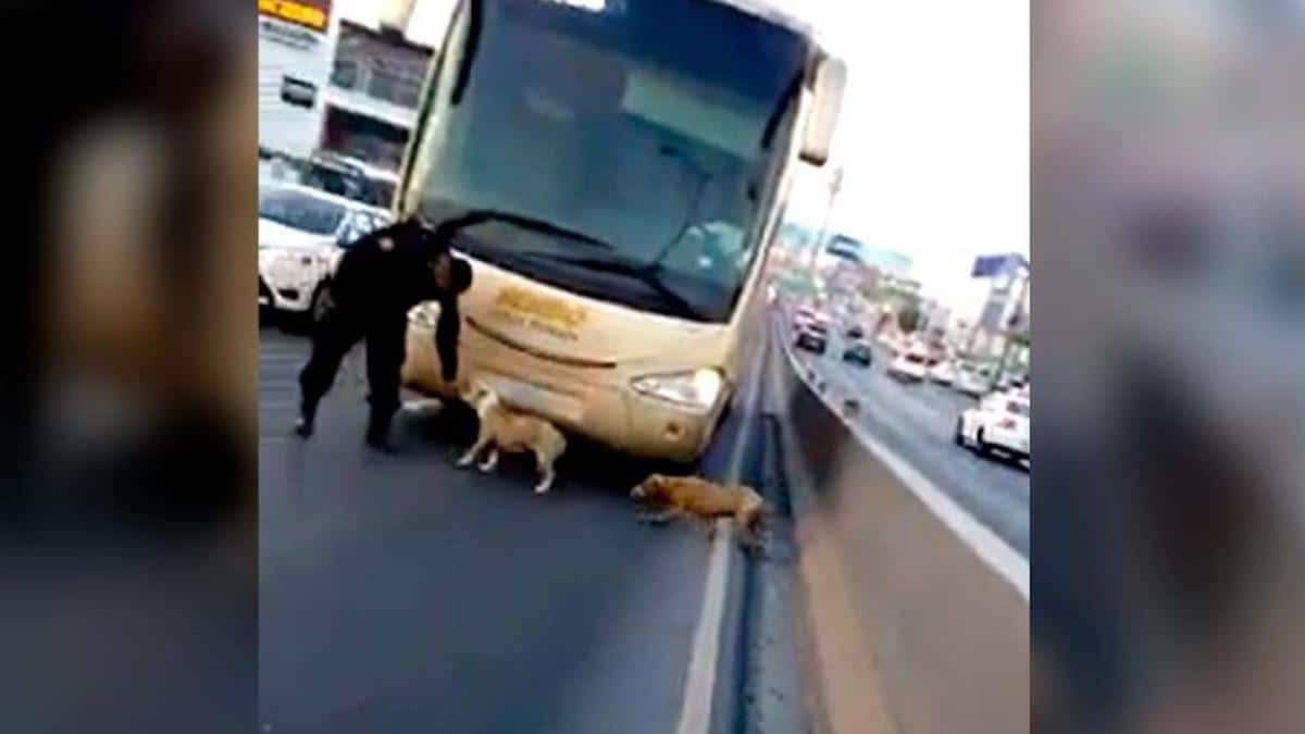 Des policiers sauvent des chiens recroquevillés sur le bord de l'autoroute.