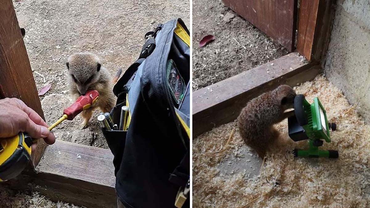 Des suricates viennent aider cet électricien qui travaille sur son boîtier.