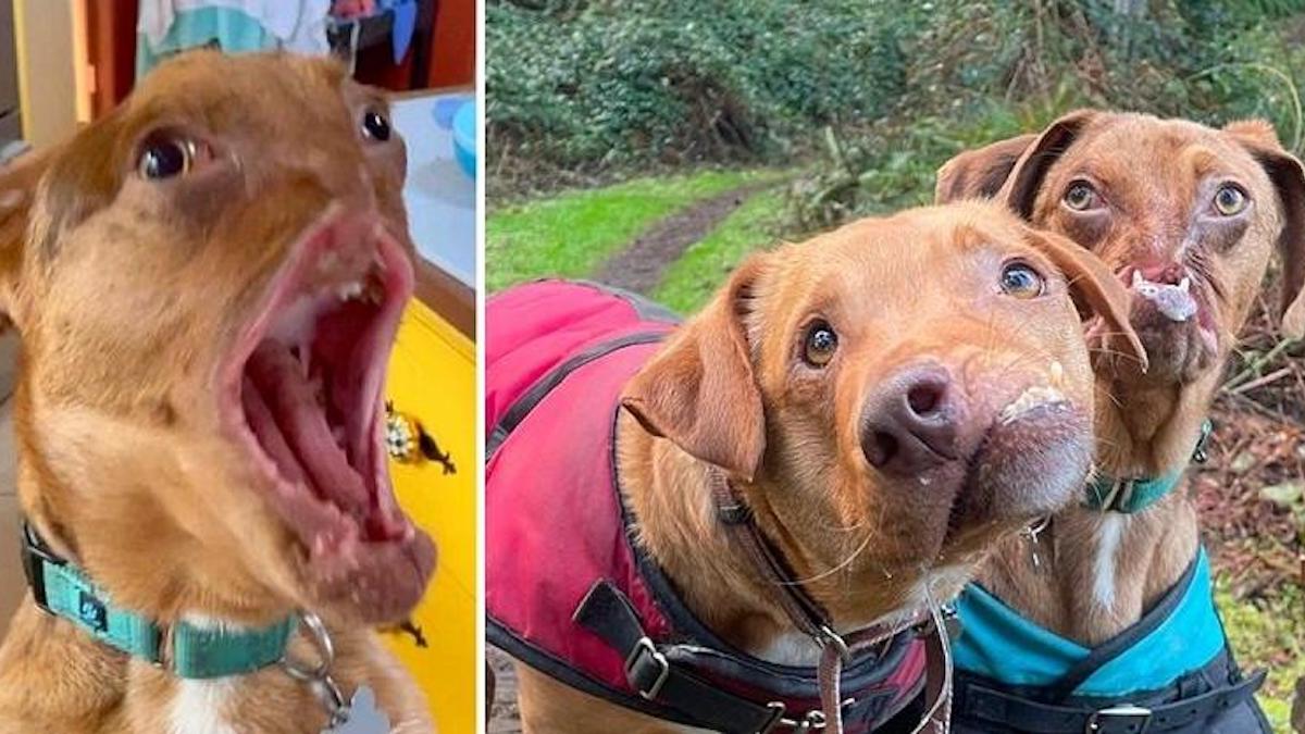Deux adorables chiens souffrant de graves déformations faciales deviennent d'inséparables meilleurs amis