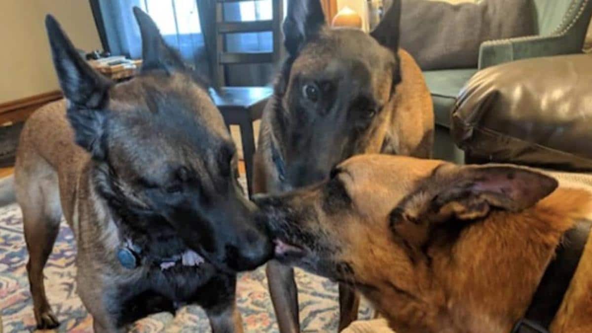 Deux chiens disent adieu à leur frère pour la dernière fois