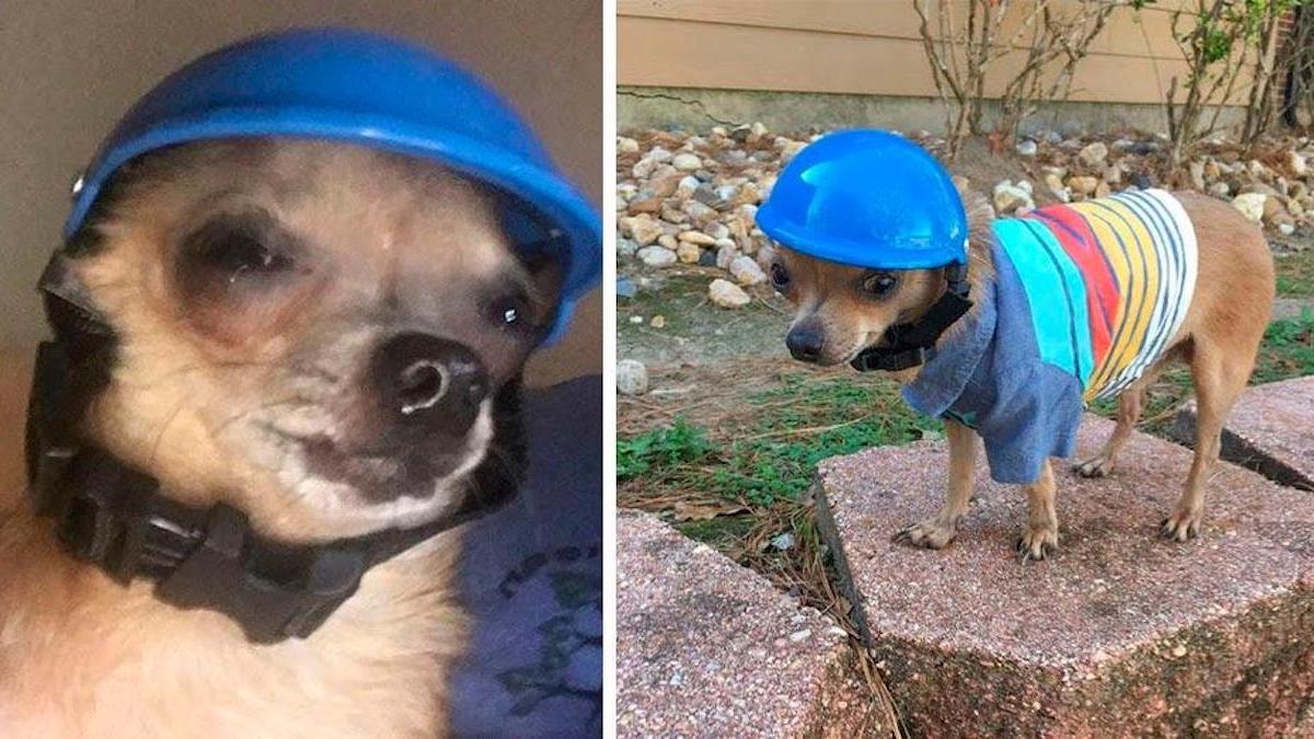 Dude, le petit chien qui doit porter un casque parce que son gésier ne s'est jamais fermé.