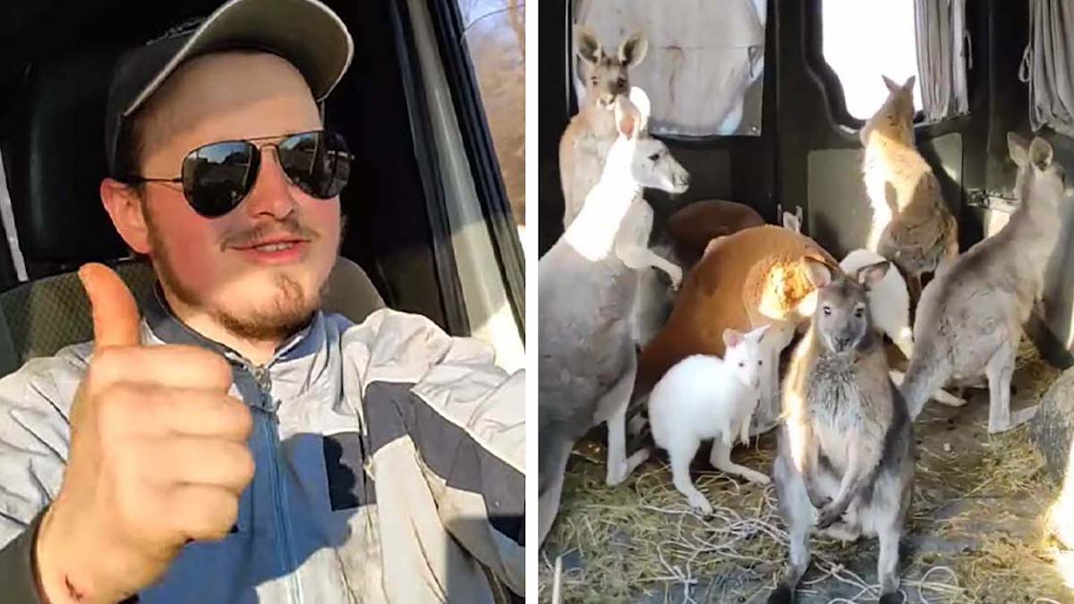 En Ukraine, un homme remplit sa camionnette de kangourous pour les mettre à l'abri.