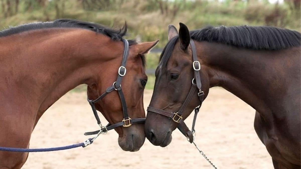 Êtes-vous gentil, sincère, impétueux, calme ou introverti ? Choisissez un cheval et découvrez-le dans ce test.