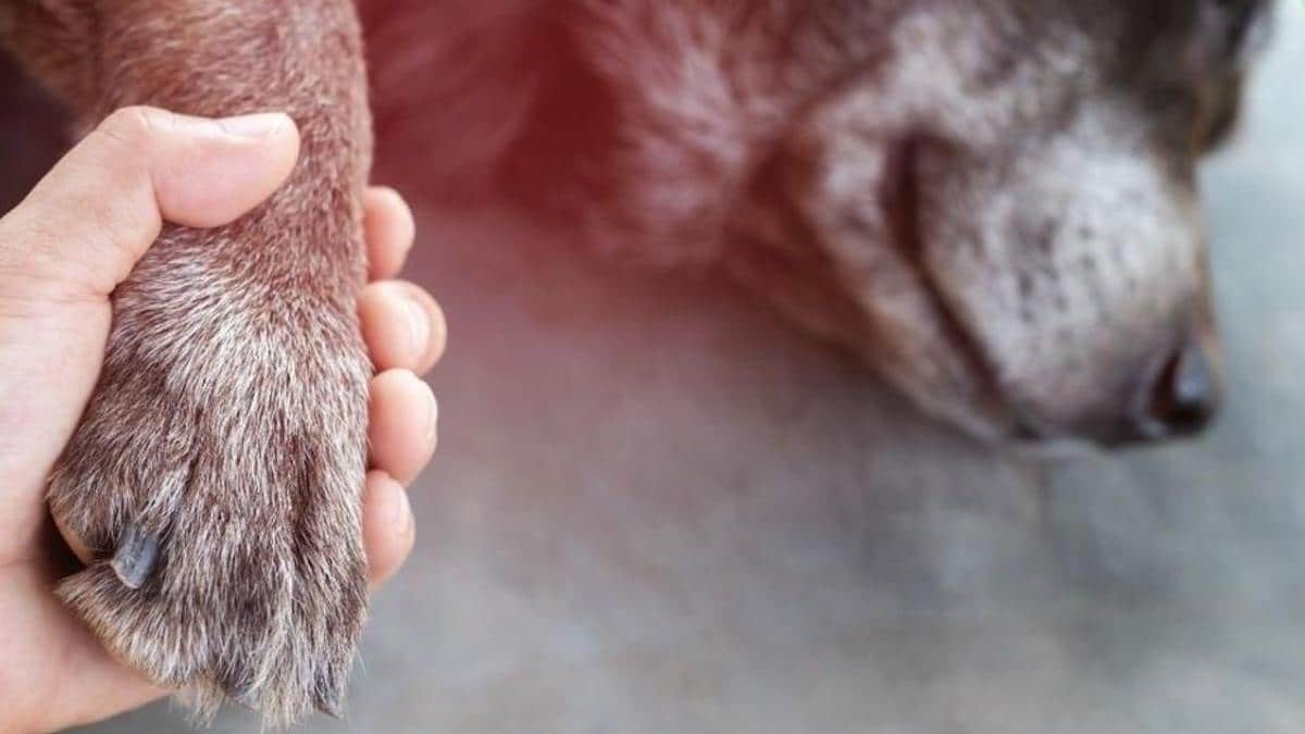 Euthanasie : voici ce que ressentent les chiens lorsqu'ils sont endormis pour de bon, selon les experts