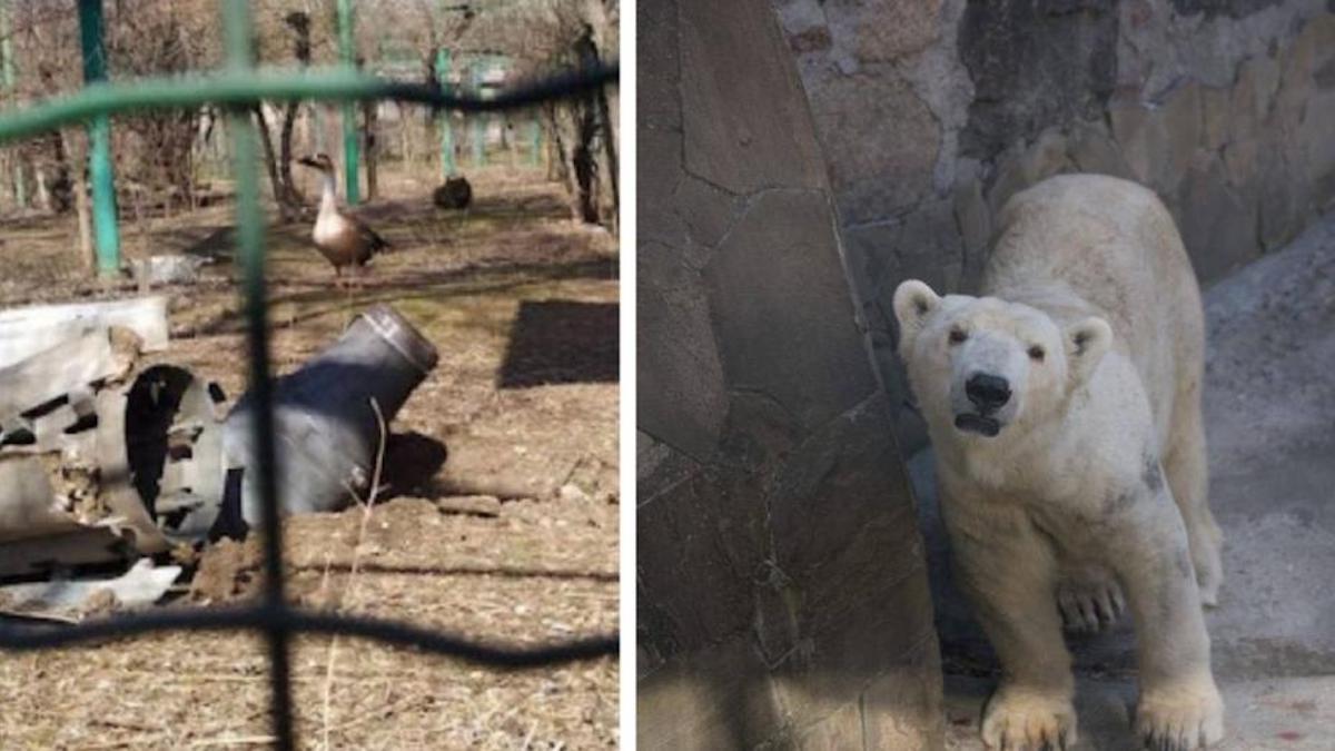 Ils cherchent désespérément à sauver les animaux d'un zoo ukrainien qui a été bombardé et n'a plus de personnel.