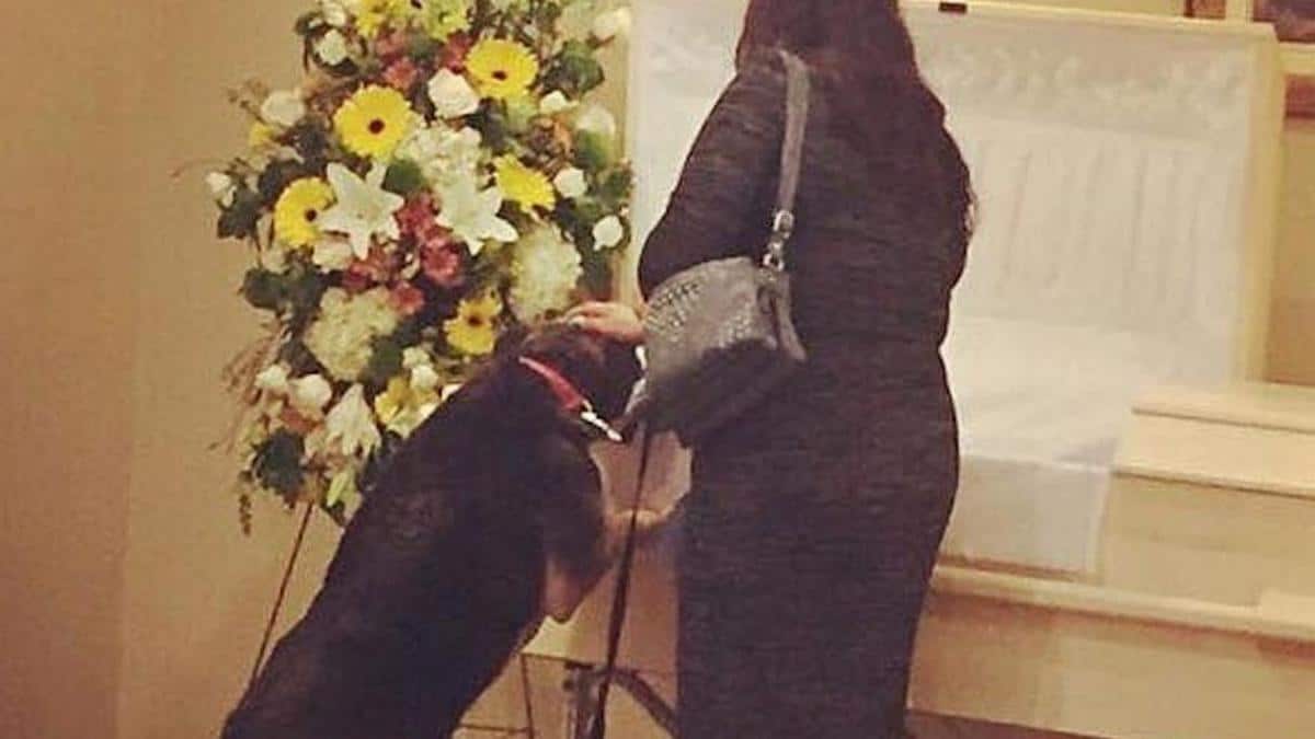 Ils ont emmené la chienne au funérarium pour qu'elle puisse dire adieu à son maître, qui est mort devant elle
