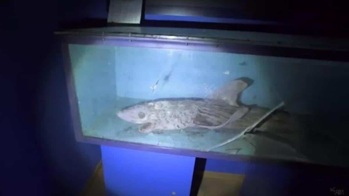 Ils se sont introduits dans un aquarium abandonné et ont trouvé un musée de la terreur.