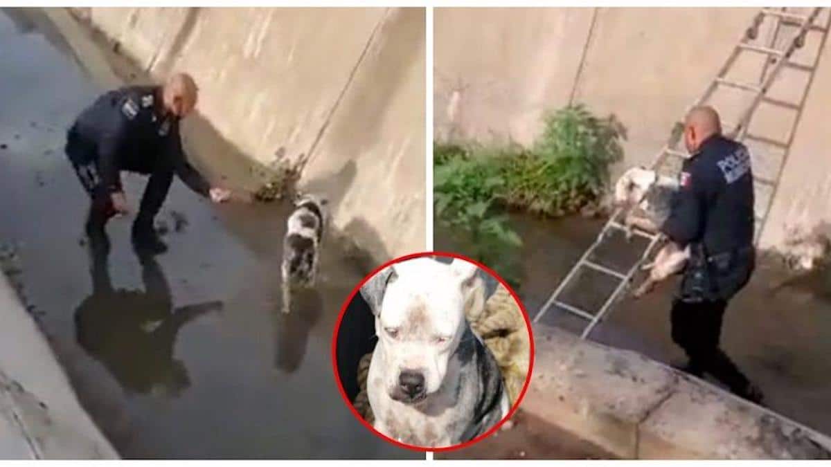 La police sauve une chienne aveugle abandonnée qui ne parvenait pas à sortir d'un canal d'eaux pluviales