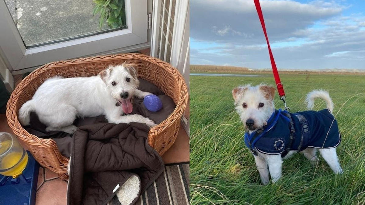 La triste histoire de Buddy, le petit chien qui a failli être euthanasié et a passé 500 jours dans un refuge.