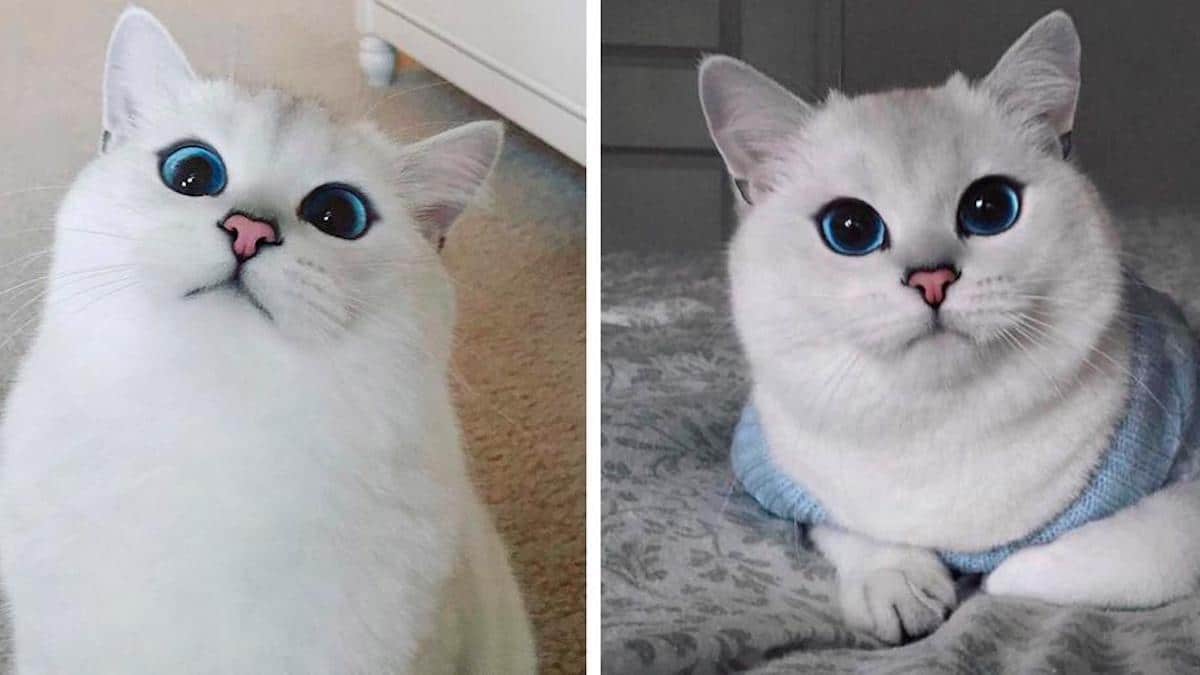 Le chat charme tout le monde avec ses yeux bleus perçants.