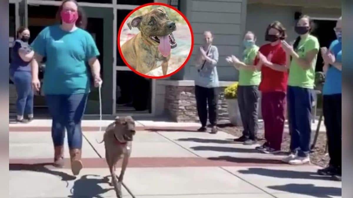 Le chien ayant vécu le plus longtemps dans un refuge est adopté, les gens applaudissent en lui disant au revoir