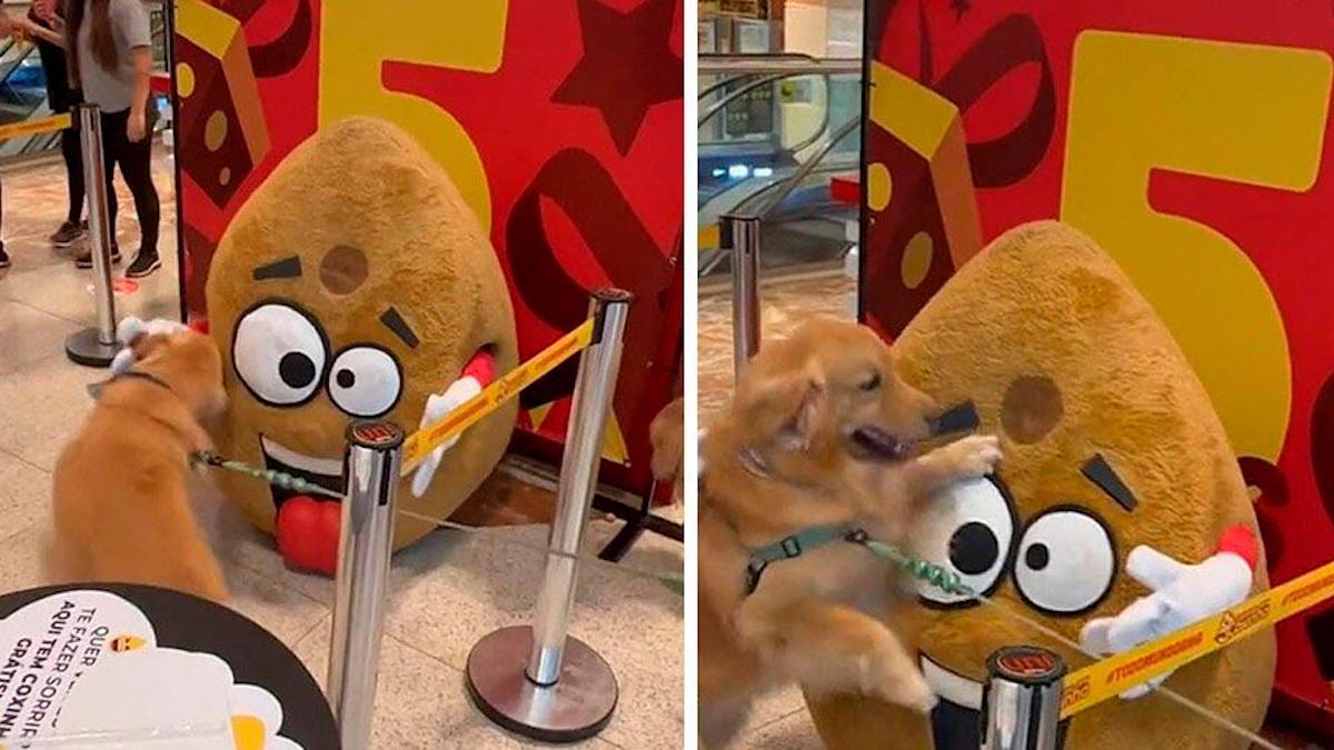 Le chien ne cache pas sa joie lorsqu'il voit une peluche de sa nourriture préférée ; VIDEO
