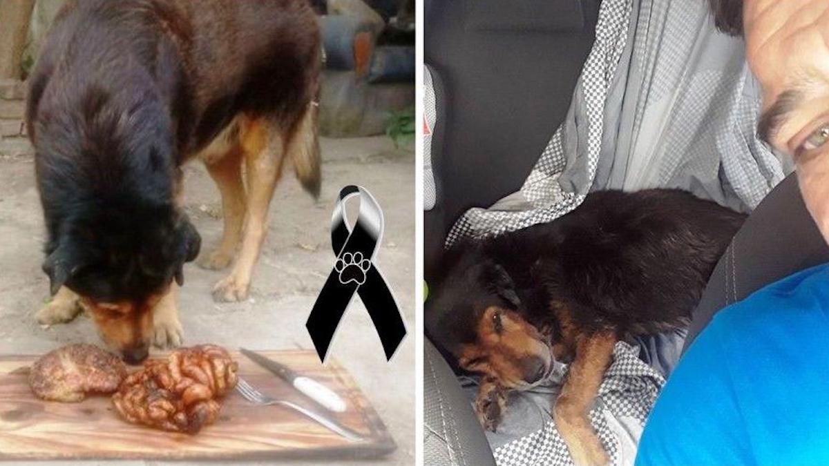 Le triste adieu au chien policier qui a célébré son 15e anniversaire en mangeant un barbecue.