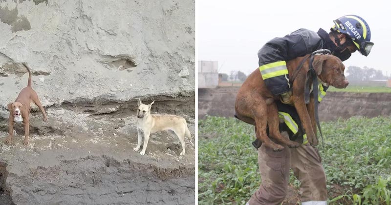 Les chiens tombés dans un gouffre géant au Mexique ont été sauvés.