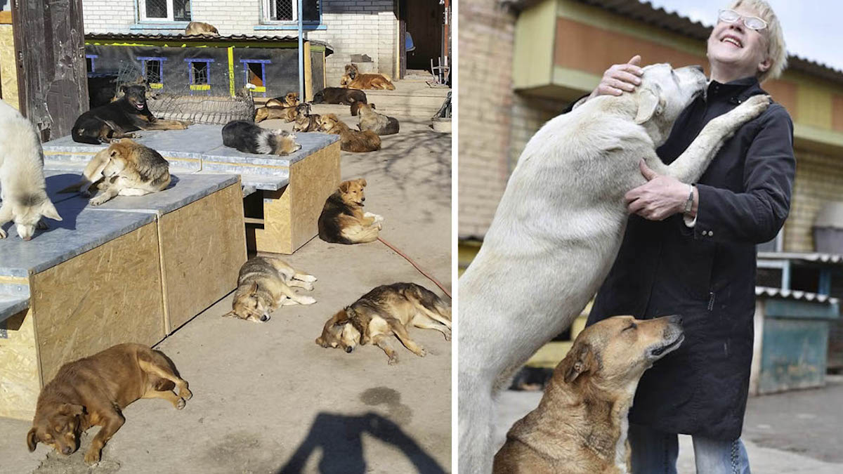 Les employés d'un refuge risquent leur vie pour s'occuper de plus de 1300 animaux en Ukraine