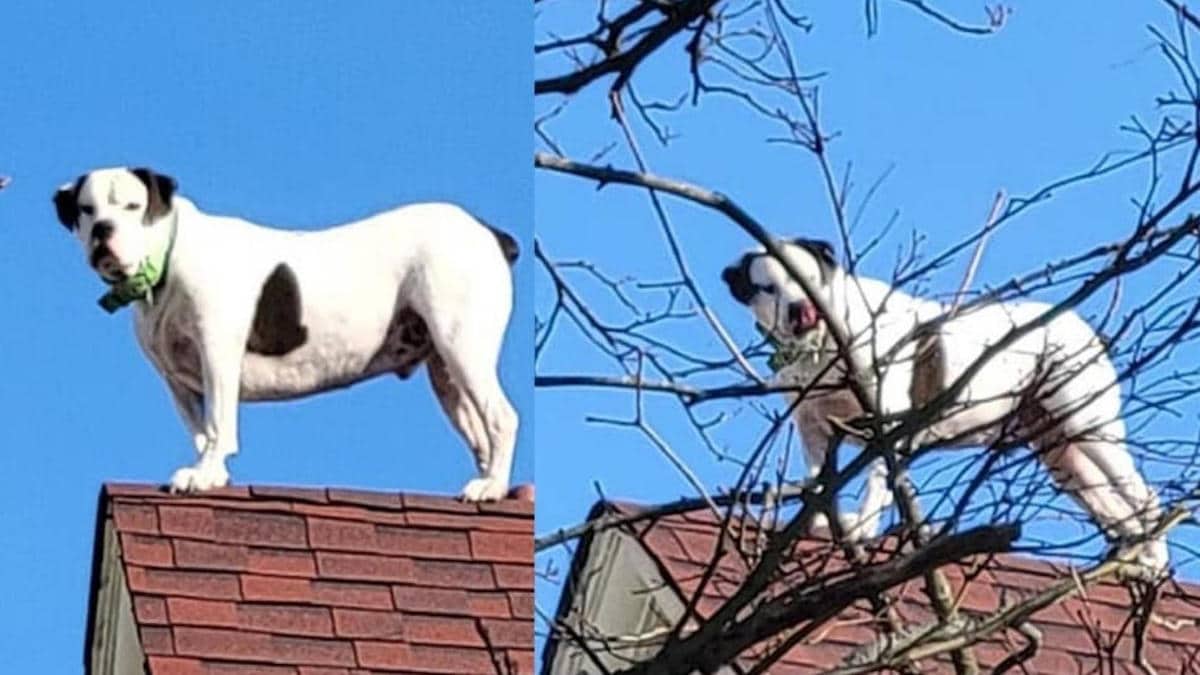 Les pompiers étaient en route pour sauver un chien coincé sur un toit, mais il ne faisait que prendre un bain de soleil.