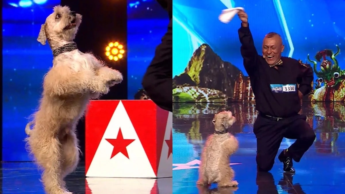 Peru's Got Talent : Une concurrente et son chien talentueux volent le cœur du jury avec un numéro impressionnant.