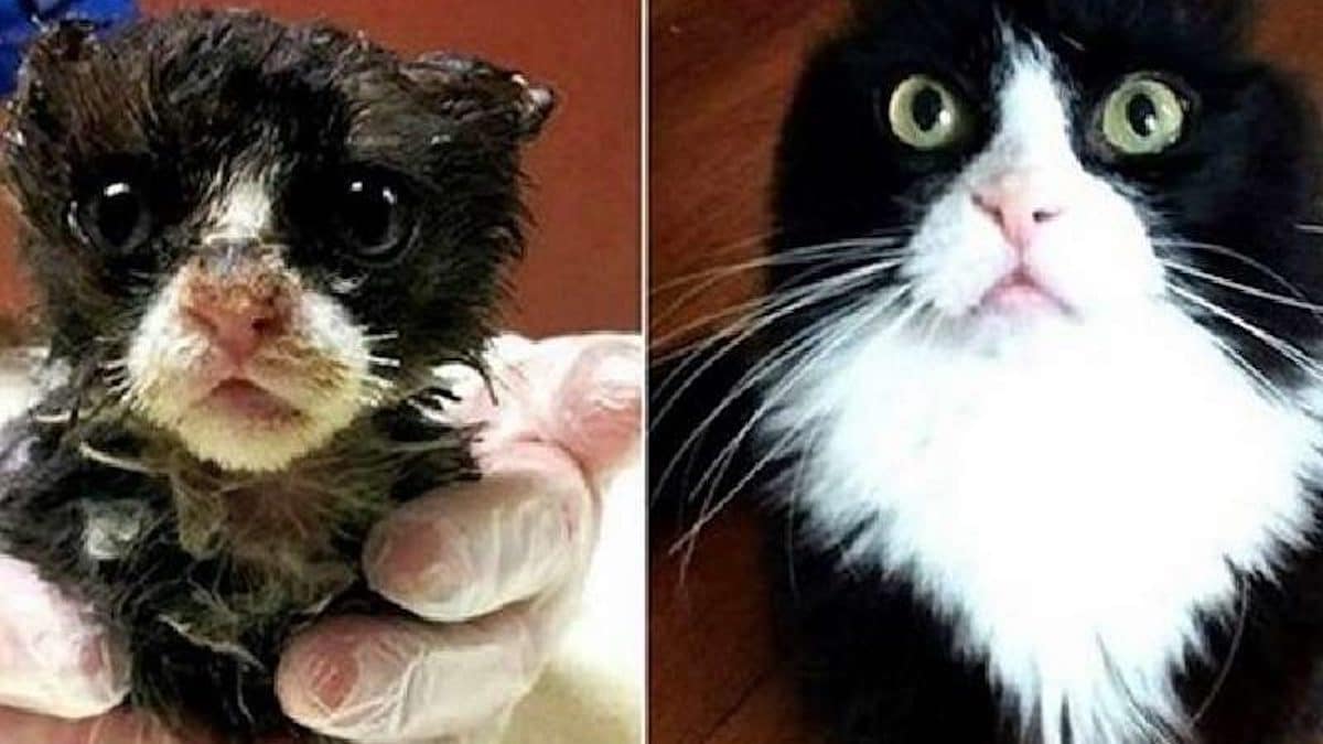 Photos avant et après de chats sauvés de la rue