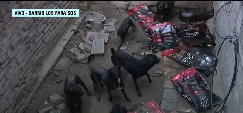 dogs