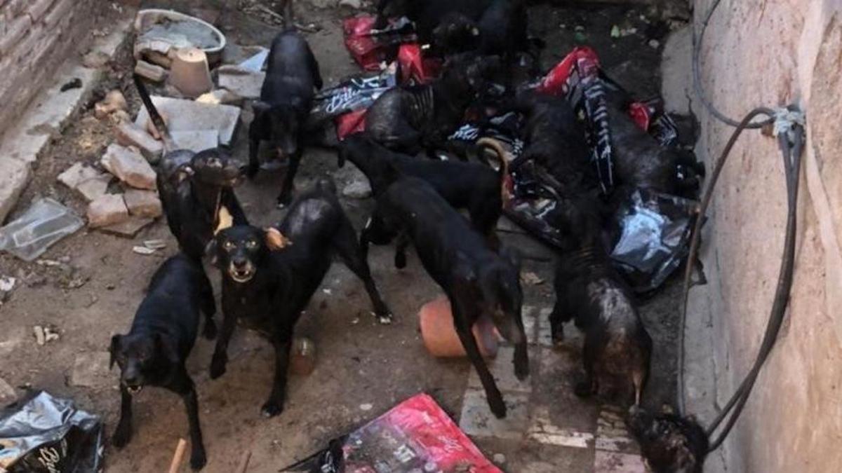 Son mari est décédé et elle s'est retrouvée seule pour s'occuper de 30 chiens : "J'ai perdu le contrôle, ils se mangent entre eux".