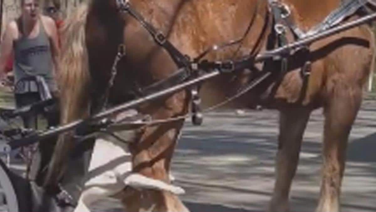 Terreur dans le parc : un pitbull attaque sauvagement un cheval tirant une charrette avec quatre enfants à bord