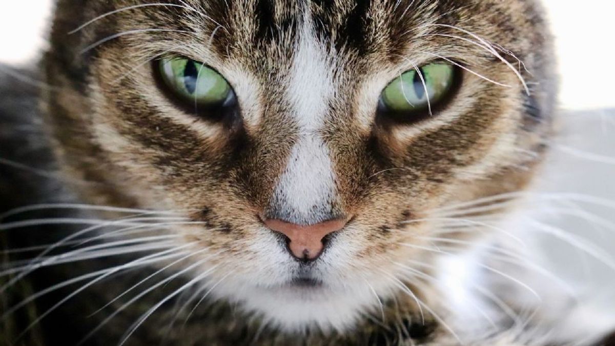 Test étonnant : choisissez un chat et découvrez votre trait de personnalité caché.