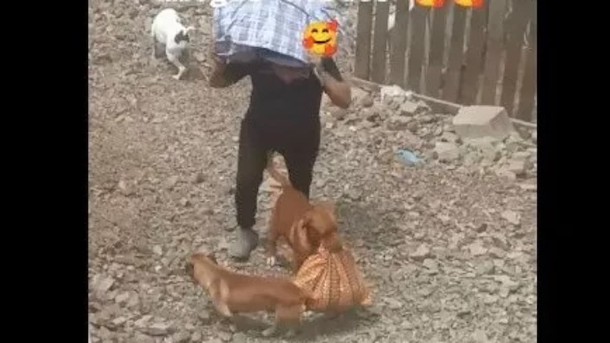 TIKTOK VIRAL : Un chien aide son maître à porter un sac de supermarché