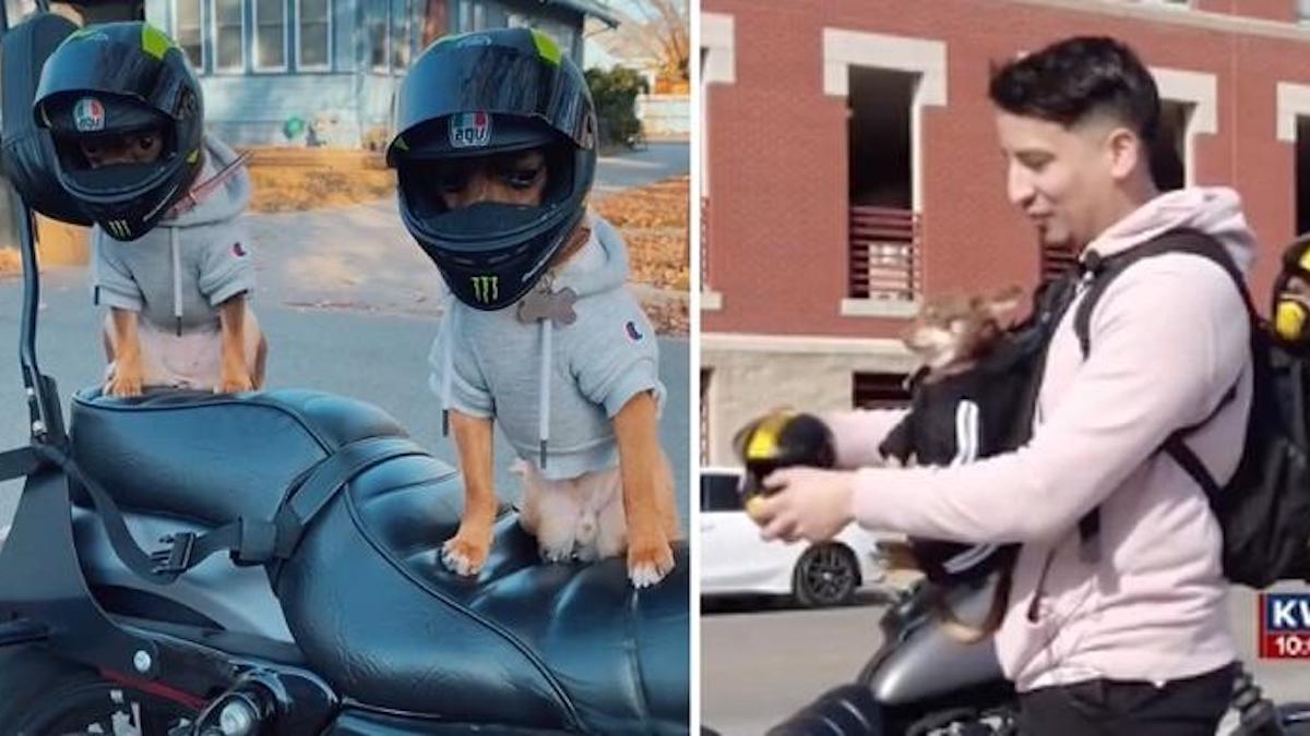 Un automobiliste a acheté des casques et utilise des porte-bébés pour emmener ses chihuahuas en balade.