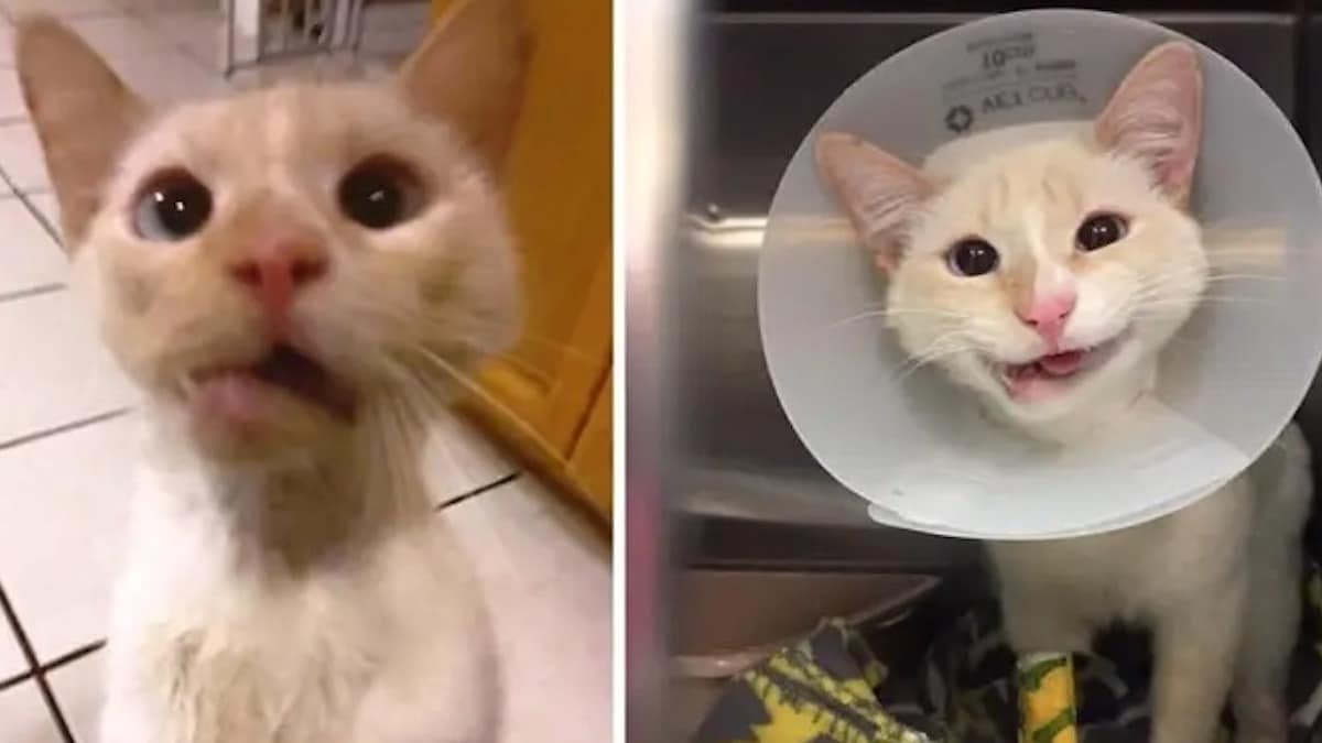 Un beau chaton secouru avec une mâchoire fracturée a maintenant un beau sourire pour la vie.